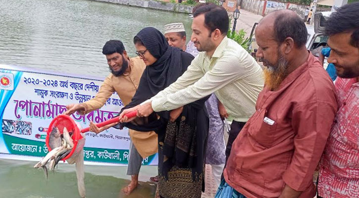 কাউখালীতে পোনা মাছ অবমুক্ত করণ