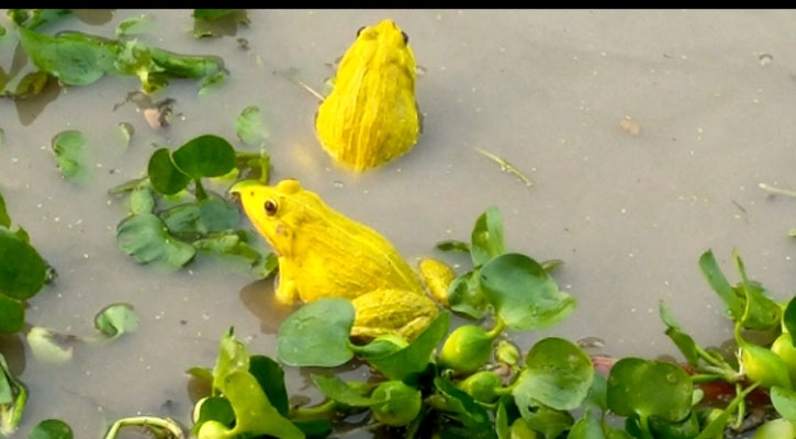 বৃষ্টির পানিতে ব্যাঙের ঘ্যাঙর ঘ্যাঙ ডাকে প্রকৃতি মাতোয়ারা