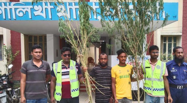 শালিখায় তিনটি গাঁজা গাছসহ আটক ২