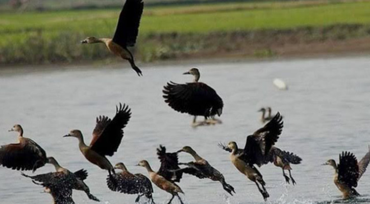ধনবাড়ীতে অতিথি পাখির কলতানে মুখরিত হামিল বিল
