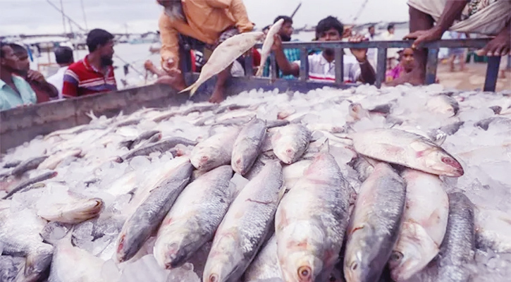 ভারতে ইলিশ রপ্তানি বন্ধ চেয়ে হাইকোর্টে রিট