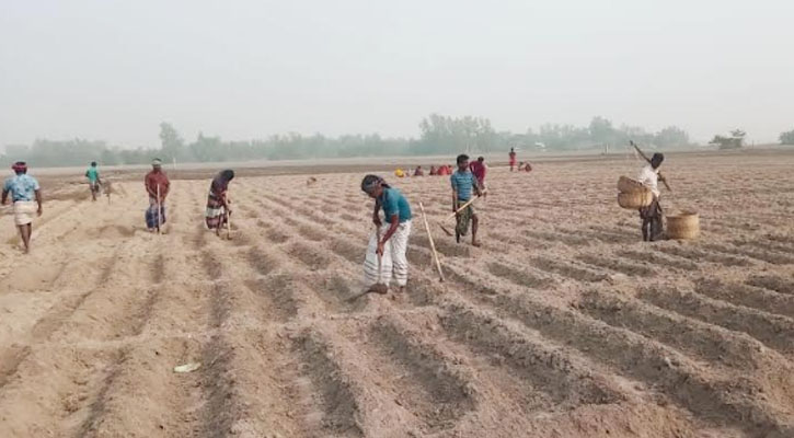 উৎপাদন খরচ বাড়লেও আলু চাষে ঝুঁকছে কৃষকরা