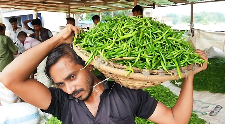 হাজার টাকার কাঁচা মরিচ এখন ১০০ টাকায়