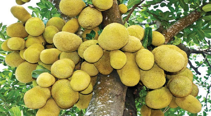 কালিয়াকৈরে কাঁঠালের বাম্পার ফলন