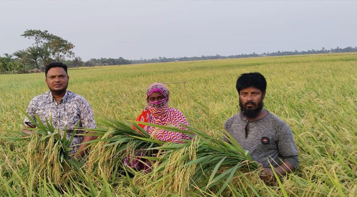 কয়রায় বোরো ধানের বাম্পার ফলন