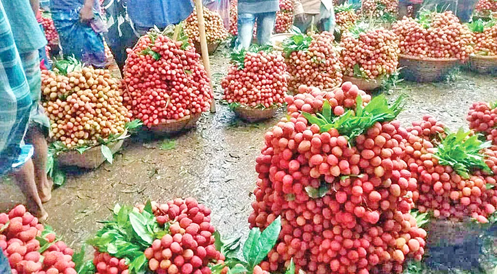 বিজয়নগরে লিচুর বাম্পার ফলন, ১৯ কোটি টাকার বাণিজ্য সম্ভাবনা