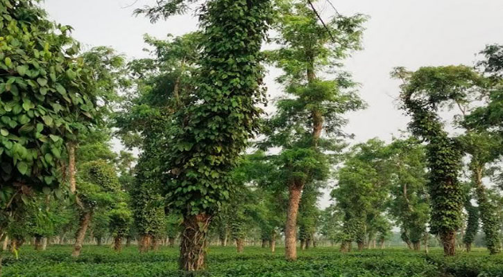 শ্রীমঙ্গলে চা-বাগানের ছায়া দানকারী বৃক্ষগুলোতে গোলমরিচের চাষ