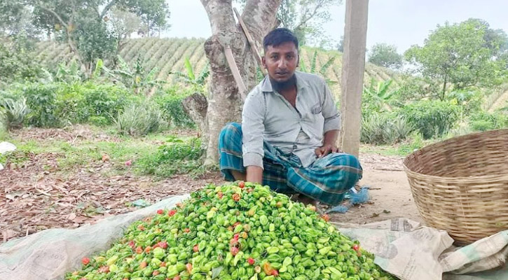 শ্রীমঙ্গলে বাণিজ্যিকভাবে নাগা মরিচ চাষ হচ্ছে, রপ্তানি হচ্ছে বহির্বিশ্বে