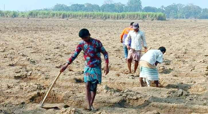 ১০ টাকায় ঠাকুরগাঁওয়ের ৪ হাজার আখচাষীর মাটি পরীক্ষা