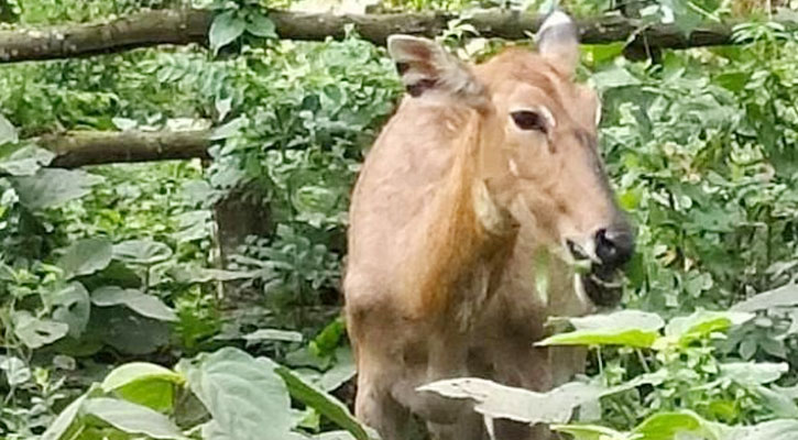 ঠাকুরগাঁওয়ে উদ্ধার হওয়া নীলগাই এখন বঙ্গবন্ধু শেখ মুজিব সাফারি পার্কে