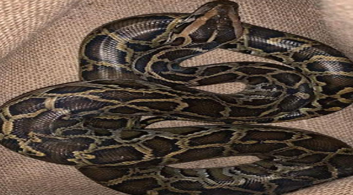 শ্রীমঙ্গলে আবারও লোকালয়ে অজগর