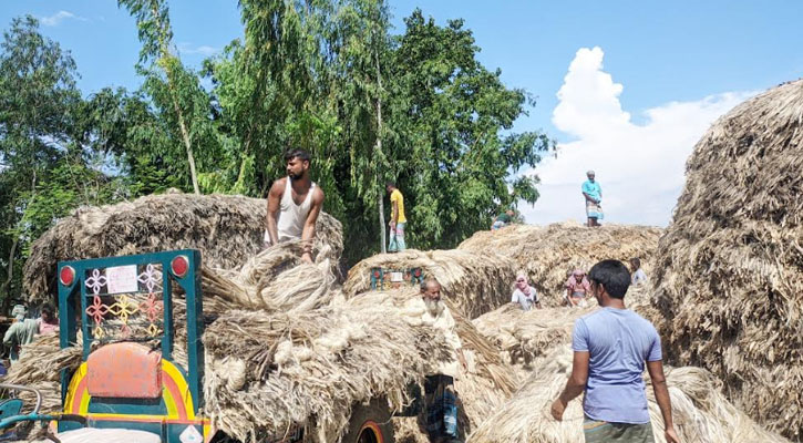 পাট নিয়ে চরম ভোগান্তিতে পড়েছেন কুড়িগ্রামের চাষিরা