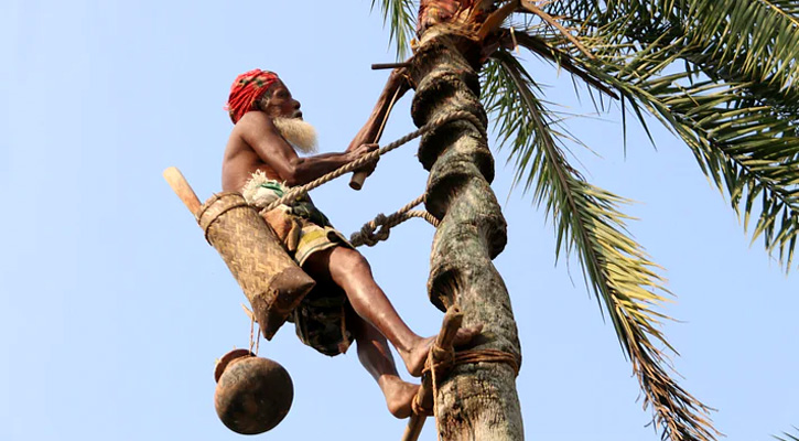 হারিয়ে যাচ্ছে খেজুর গাছ এবং ‘গাছি’ নামক শব্দটি