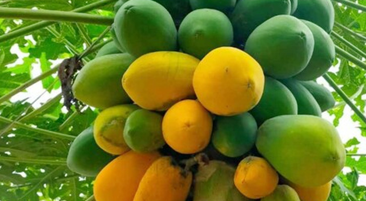 খালি পেটে পেঁপে খাওয়ার ৬ উপকারিতা