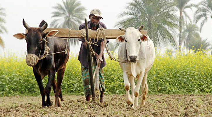 মানব সভ্যতার সোনালী অতীত লাঙ্গল-জোয়াল