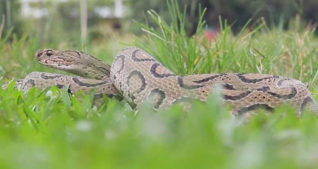 মতলব বেড়েছে রাসেলস ভাইপারের উপদ্রব, আতঙ্কে চরবাসী