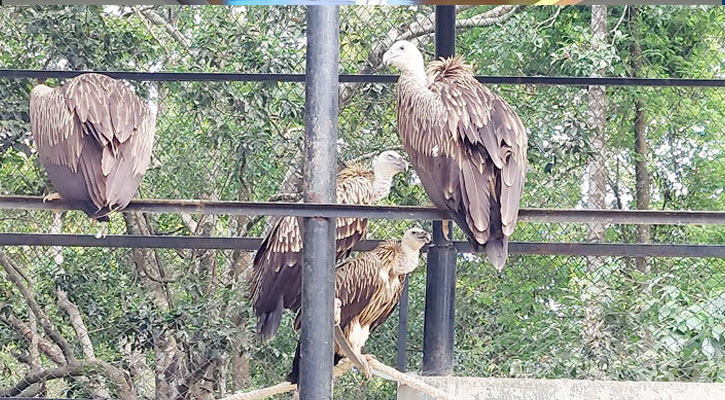 তীব্র দাবদাহে অস্বস্তিতে সাফারি পার্কের প্রাণীরাও