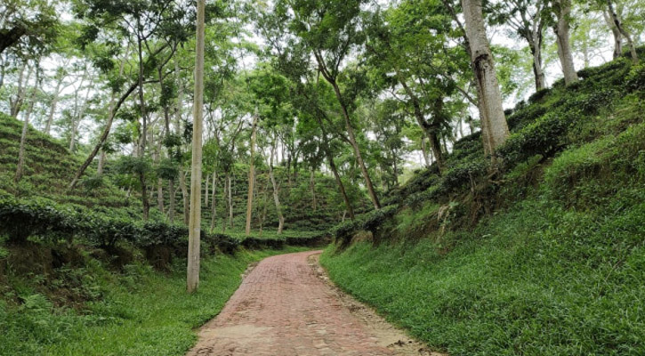 শ্রীমঙ্গলে ঘুরতে যাওয়ার সেরা ৫ জায়গা