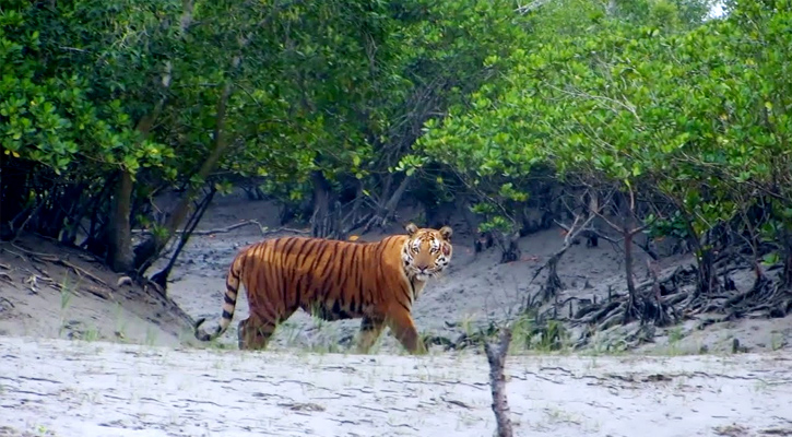 প্রাকৃতিক দৃশ্য উপভোগ করতে ঘুরে আসুন সুন্দরবন