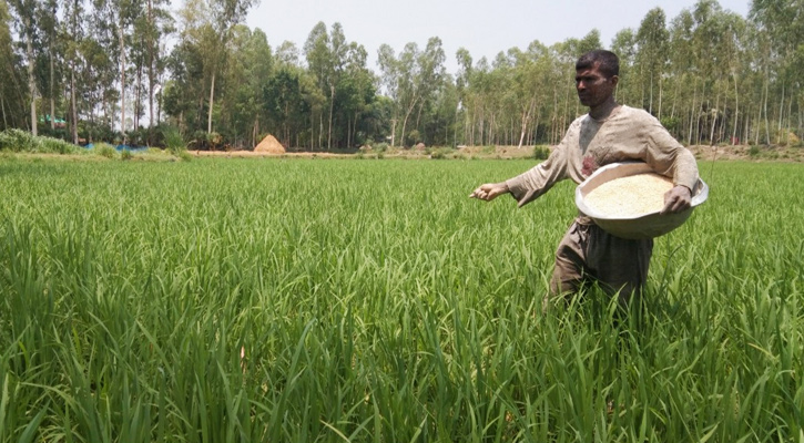 উল্লাপাড়ায় আগ্রহ নিয়ে ব্রি ধান ৪৮ আবাদ