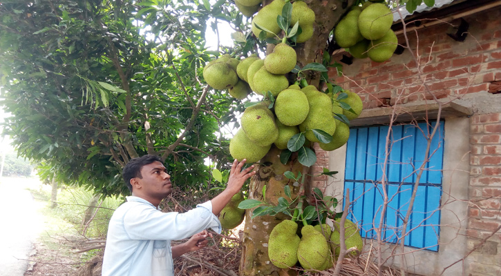 আত্রাইয়ে গাছে গাছে ঝুলছে কাঁঠাল