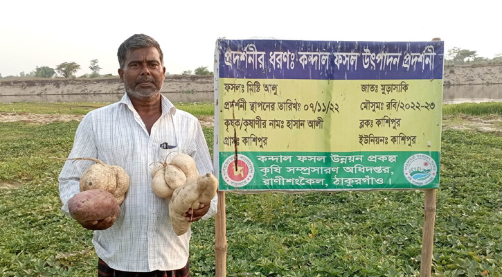 রাণীশংকৈল চরাঞ্চলে মিষ্টি আলু চাষে লাভবান হচ্ছেন কৃষক