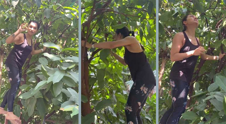 গাছ থেকে জামরুল পাড়ছেন অভিনেত্রী মিমি