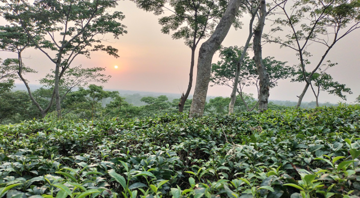 শ্রীমঙ্গলের নয়নাভিরাম ‍‍‘হজম টিলা‍‍’ মুগ্ধ করছে দর্শনার্থীদের