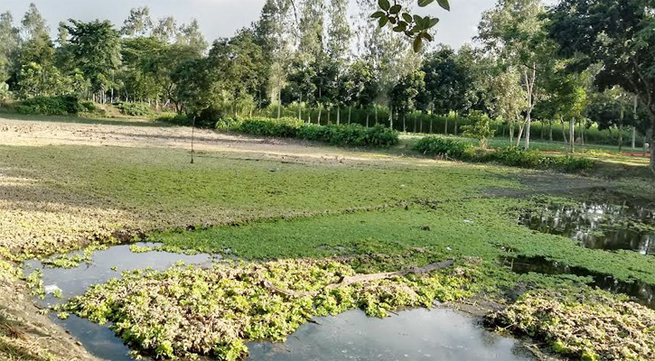 বোদায় বৃষ্টির পানির অভাবে পাট নিয়ে বিপাকে কৃষক