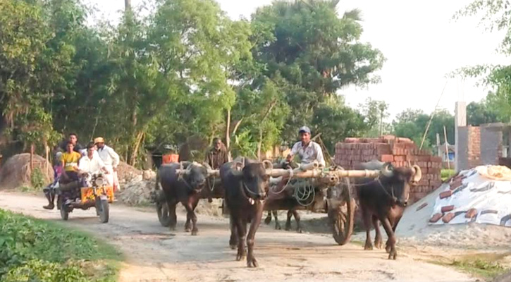 আধুনিকতার ছোঁয়ায় বিলুপ্তির পথে গরু মহিষের গাড়ি