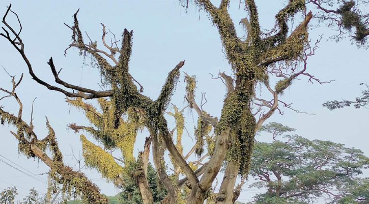 যশোর রোডের ৩০৫টি গাছ কাটার অনুমতি দিল ভারতীয় আদালত