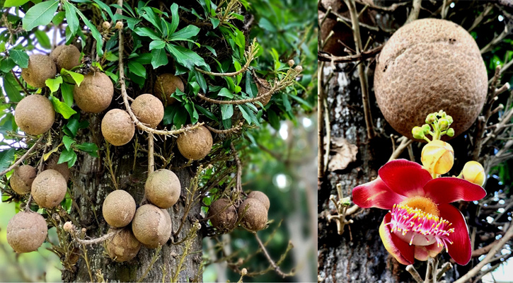 শ্রীমঙ্গলে রয়েছে বিরল বৃক্ষ নাগলিঙ্গম