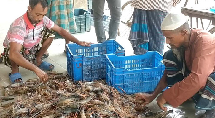 নড়াইলে হুমকির মুখে চিংড়ি চাষ