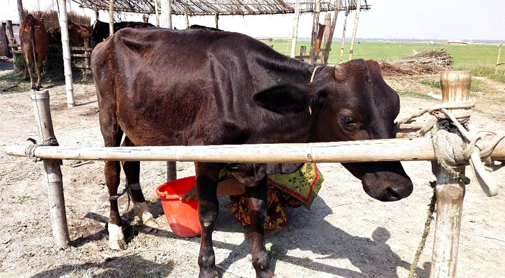 দৈনিক ৩ লিটার দুধ দিচ্ছে বাছুর গরু