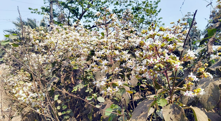 কমলগঞ্জে ফুটেছে বুনোফুল ‘ভাট’, মুগ্ধ পথচারীরা