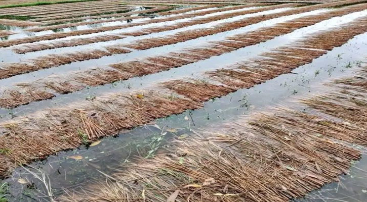 শেরপুরে বৈরী আবহাওয়ায় আমন ধান ক্ষতিগ্রস্ত, কৃষকের কপালে চিন্তার ভাঁজ