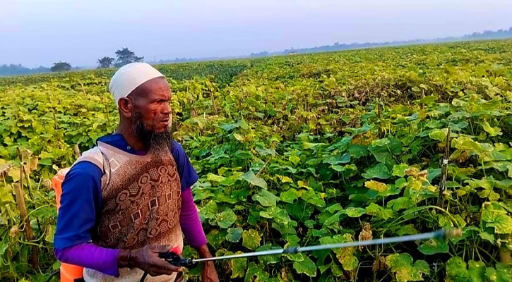 ইসলামপুরে শসার বাম্পার ফলন: কৃষকের মুখে ফুটেছে হাসি
