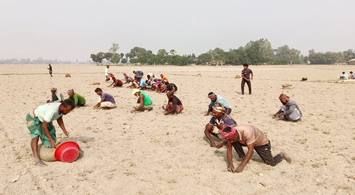তানোরে লোকসানের বোঝা মাথায় নিয়ে আলু রোপনে ব্যস্ত কৃষক
