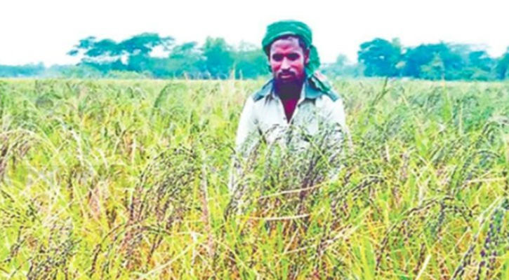 বোয়ালখালীতে বিলুপ্তির পথে কালোজিরা ধানের আবাদ