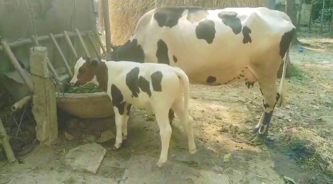 কেন্দুয়ায় রাতের আঁধারে কৃষকের দুই গরু চুরি