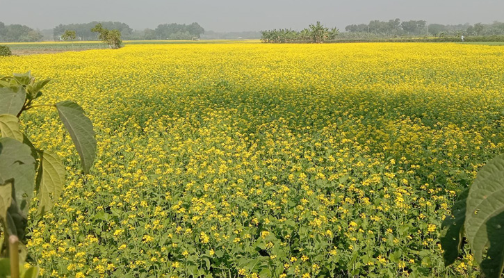 অভয়নগরের ফসলের মাঠ জুড়ে সর্ষে ফুলের হলুদ সৌন্দর্য