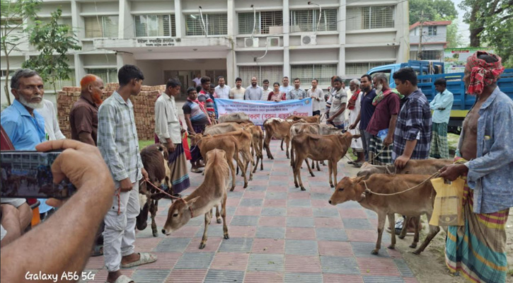 চরভদ্রাসনে জেলেদের বিকল্প কর্মসংস্থানে ১৬টি বকনা বাছুর বিতরণ