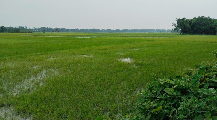কোটচাঁদপুরে ৭০০ বিঘা জমিতে ফসল উৎপাদন ব্যাহত হওয়ার আশঙ্কা