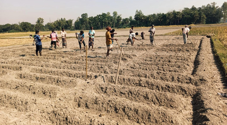ব্যবসায়ীদের সারের ফাঁদে কৃষক—বেশি টাকা না দিলে মিলছে না এক বস্তা সারও