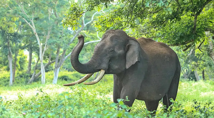 নালিতাবাড়ীতে বন্যহাতির পায়ে পিষ্ট হয়ে বৃদ্ধার মর্মান্তিক মৃত্যু