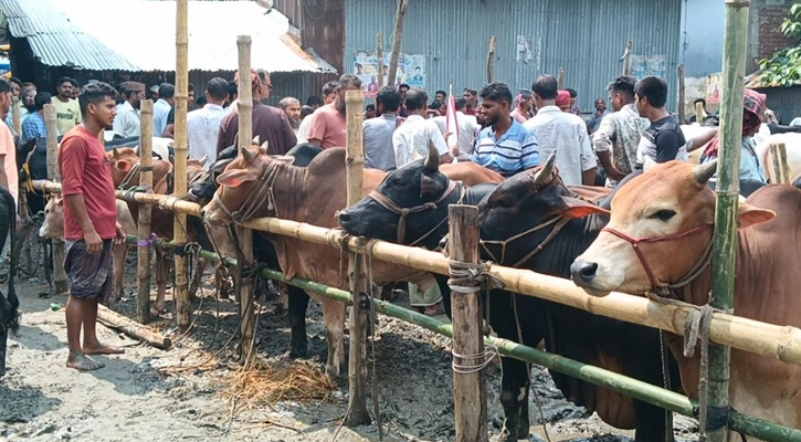 ঝড় বৃষ্টি উপেক্ষা করে ঝালকাঠিতে জমে উঠছে পশুর হাট 