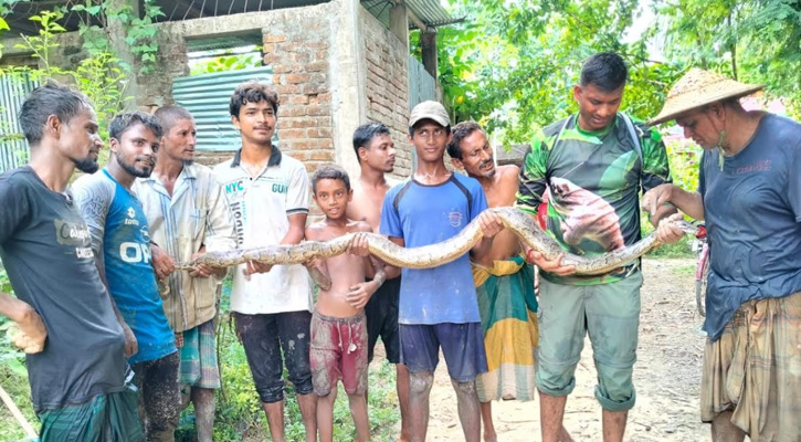 কমলগঞ্জে ধানখেত থেকে ৭ ফুট লম্বা অজগর উদ্ধার