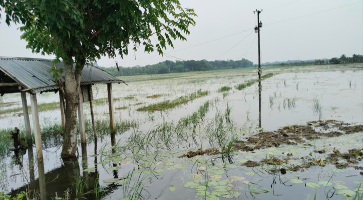টানা বর্ষণে কোটচাঁদপুরে আড়াইশ হেক্টর জমির ফসল আক্রান্ত