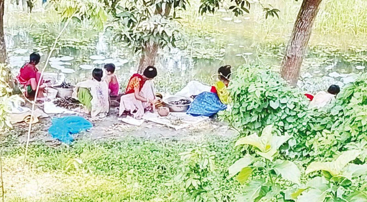 নড়াইলে পরিবেশ অধিদপ্তরের নিষেধাজ্ঞা অমান্য করে অবাধে শামুক-ঝিনুক আহরণ