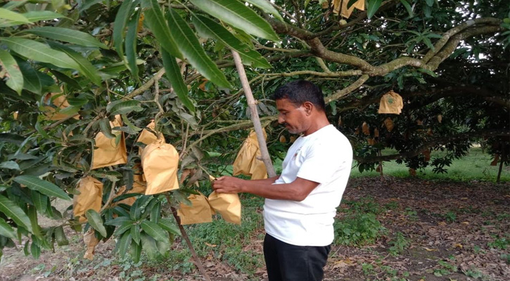 প্রকল্পের আওতায় না থাকায় বিদেশে রপ্তানি হচ্ছে না কোটচাঁদপুরের আম, লোকসানে সরকার ও চাষিরা